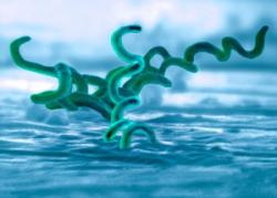 Syphilis Information - Herpes & Coldsores Support Network