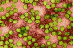 Hepatitis Information - Herpes & Coldsores Support Network