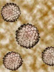 Genital Warts Pictures - Herpes & Coldsores Support Network