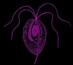 Trichomoniasis Pictures - Herpes & Coldsores Support Network