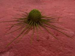 Genital Warts (HPV) Information - Herpes & Coldsores Support Network