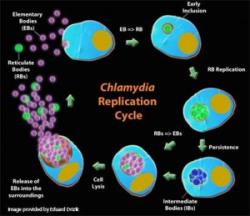 Chlamydia Pictures - Herpes & Coldsores Support Network