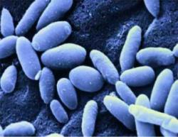 Yeast Infection Information - Herpes & Coldsores Support Network