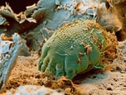 Scabies Information - Herpes & Coldsores Support Network