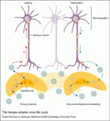 Herpes Pictures - Herpes & Coldsores Support Network