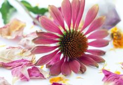 Echinacea Safety Information